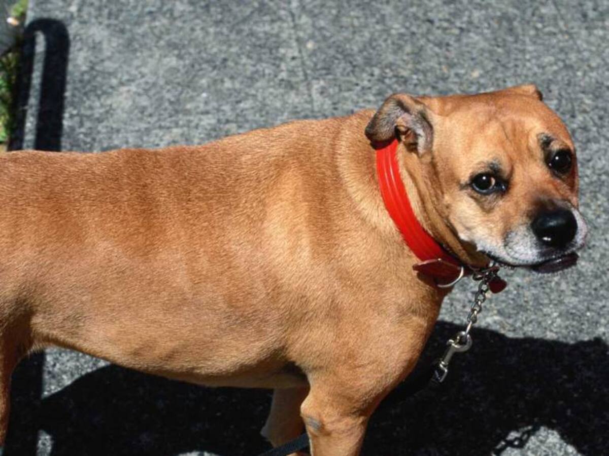 Camión estaría recolectando animales en las calles de Barranquilla