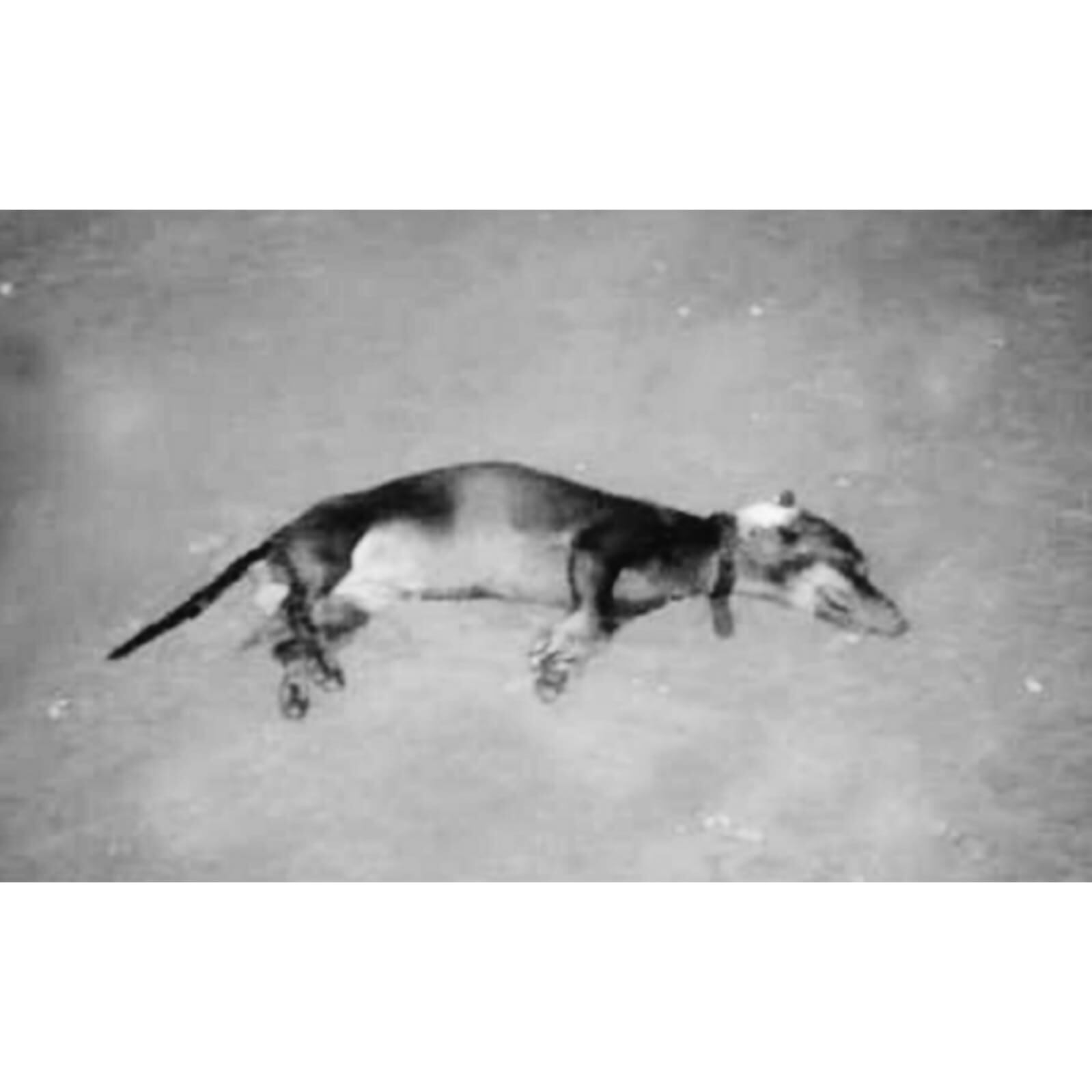 Se espera que las investigaciones puedan dar con el paradero del autor este hecho tan lamentable.