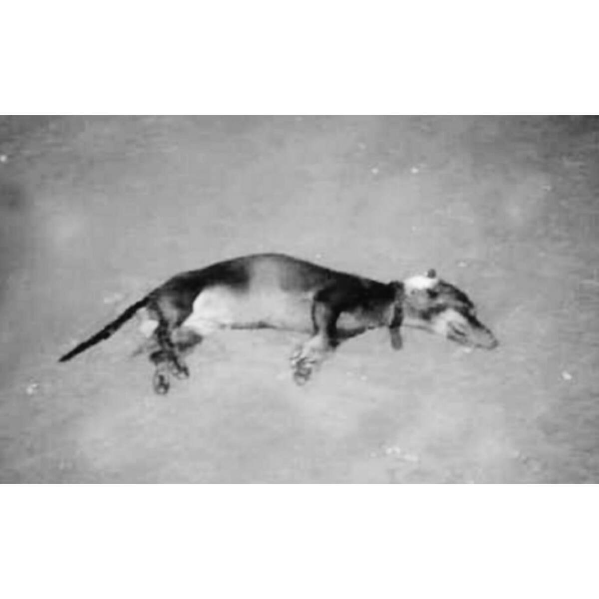 Nuevo caso de maltrato animal en el Huila