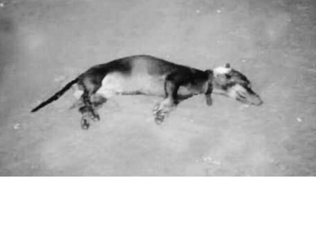 Se espera que las investigaciones puedan dar con el paradero del autor este hecho tan lamentable.