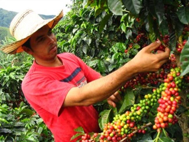 Promueven cultivos de café para frenar producción de hoja de coca en Norte de Santander