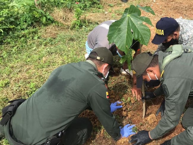 En Bolívar Policía apoya siembra masiva de árboles