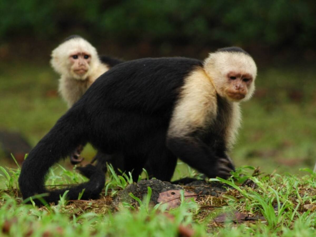 Ponencia busca que animales sean considerados como seres sintientes