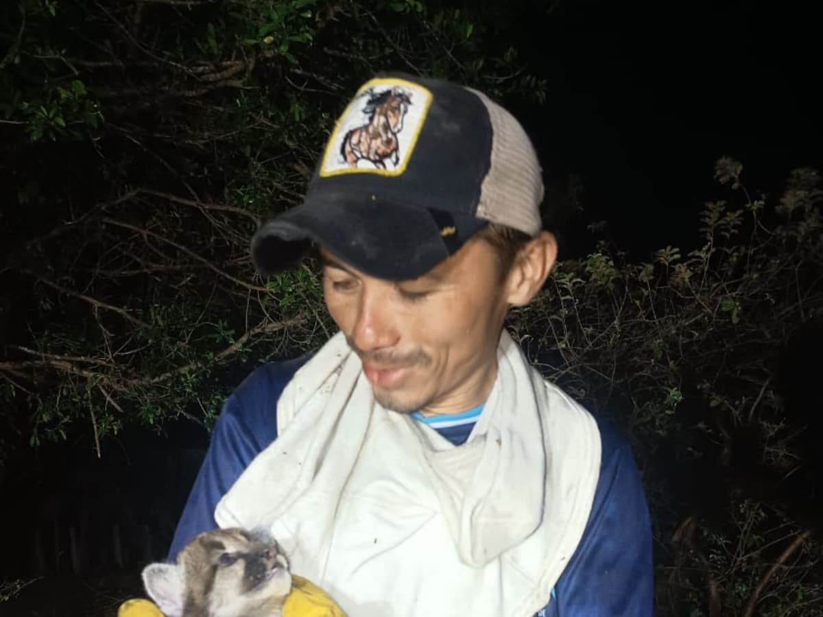 Guardaparques rescatan de las llamas a ‘Cinaruco’, cachorro de puma salvado de incendio forestal