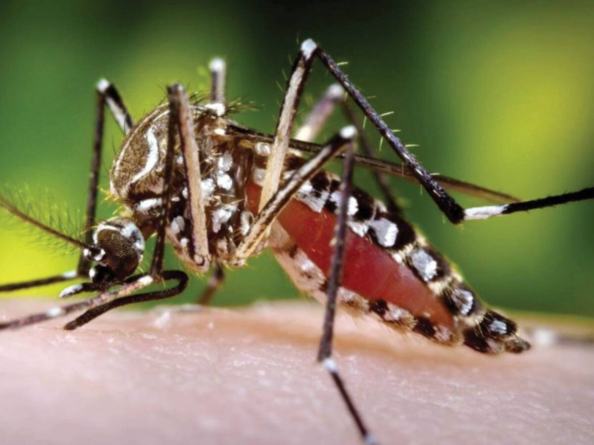 Preocupación en Risaralda por casos confirmados de dengue