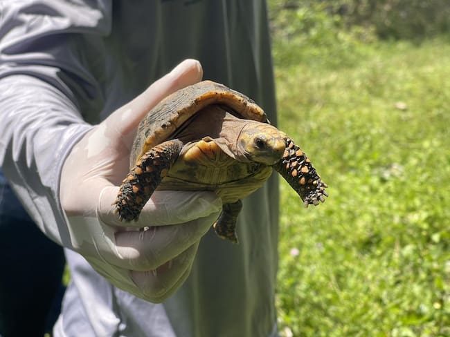 Tortugas rescatadas. Foto: Área Metropolitana del Valle de Aburrá.