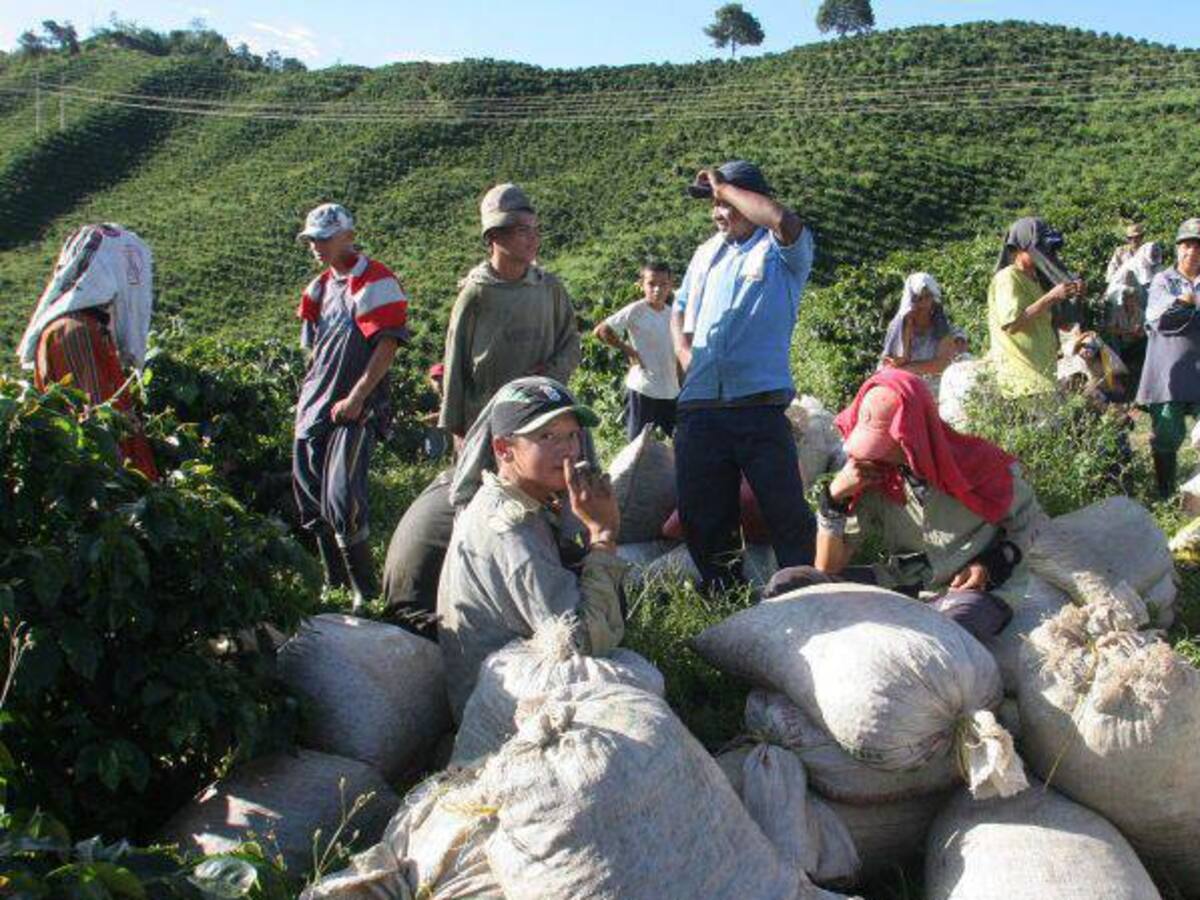 Este año llegarán $50.000 millones para los campesinos de Risaralda
