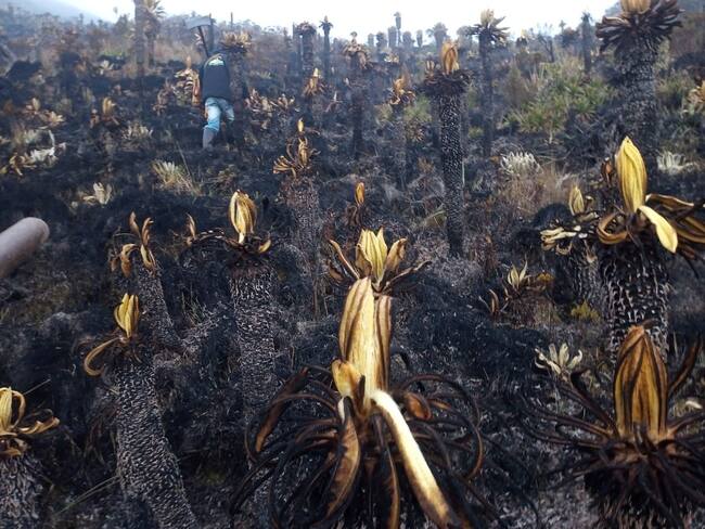 Más de 400 hectáreas de páramo destruidas por gigantesco incendio en Cauca