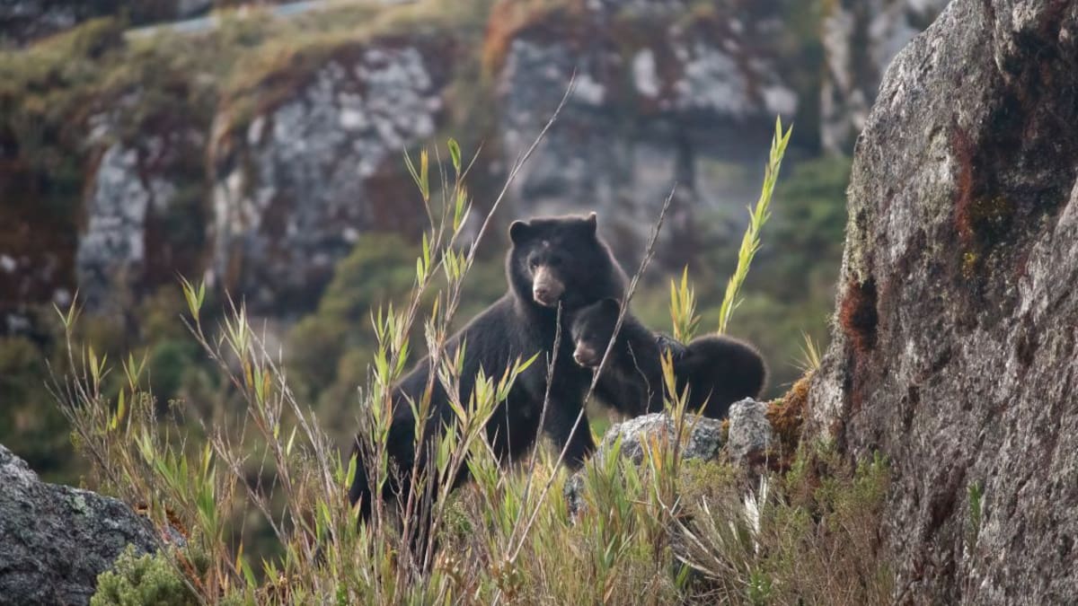 El riesgo de los animales silvestres con la agricultura mal manejada