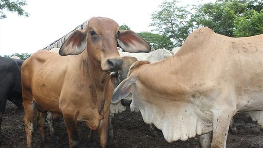 Colombia no perdió el estatus 'libre de aftosa': Santos. Foto: Colprensa