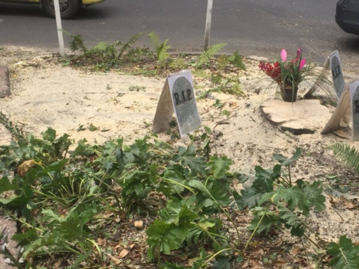 Vecinos en el norte de Bogotá denuncian más tala de árboles