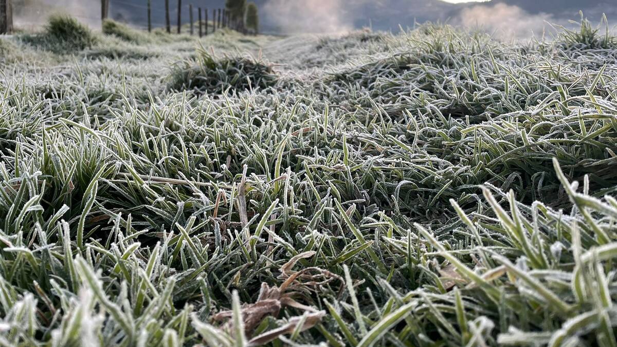 Al menos ocho veredas de Nuevo Colón afectadas por las heladas