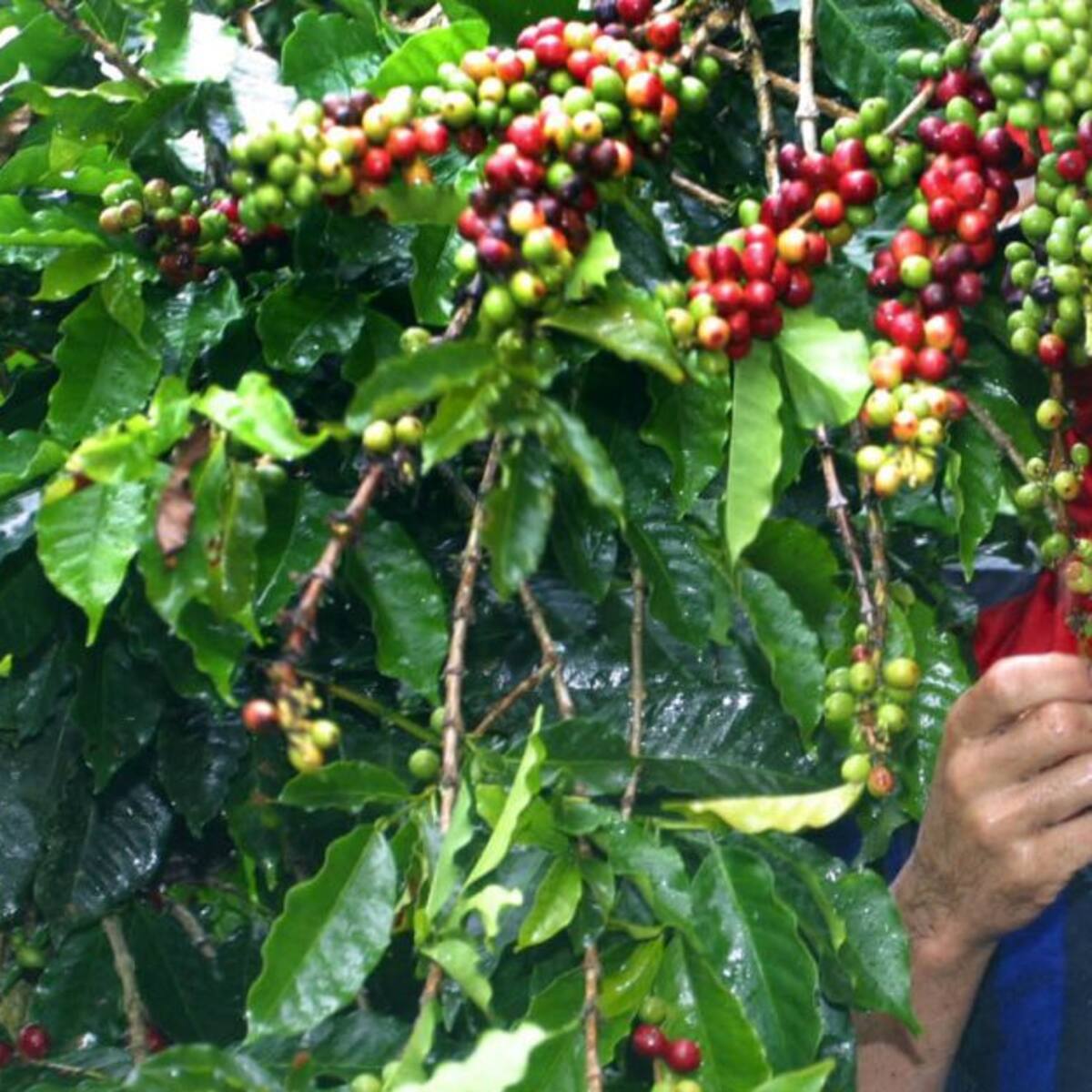 Cierre de fronteras evita el contagio del Covid-19: Cafeteros de Risaralda