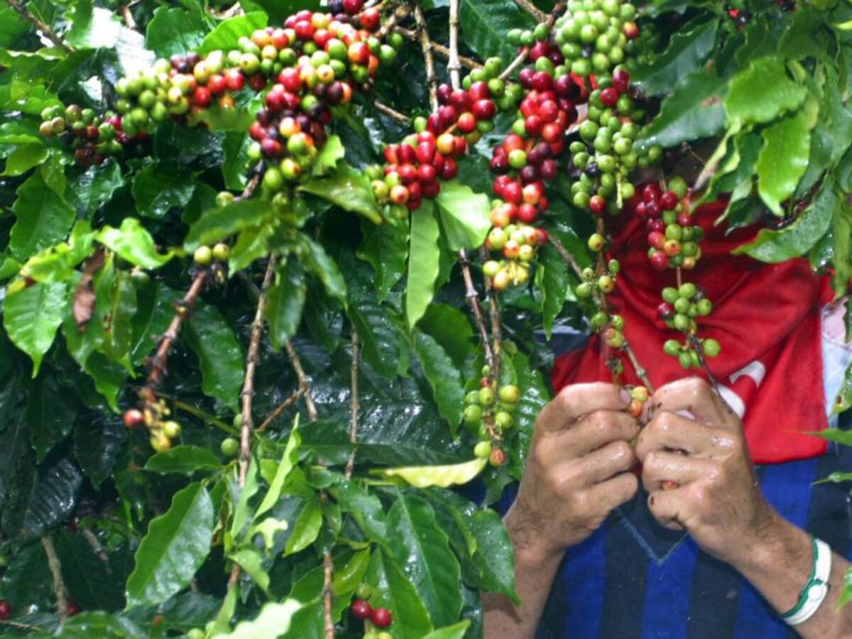 Cierre de fronteras evita el contagio del Covid-19: Cafeteros de Risaralda