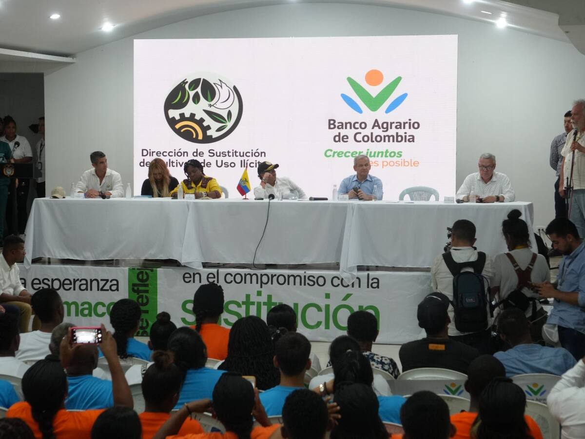 Crece cultivo de Amapola y Marihuana ante caída del precio de la hoja de coca