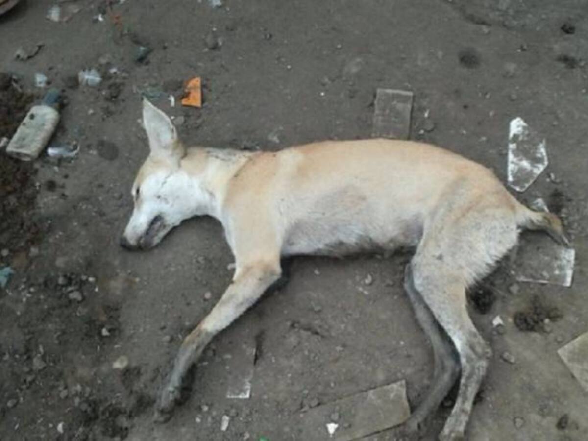 Indignación por envenenamiento masivo de perros en Magangué, Bolívar