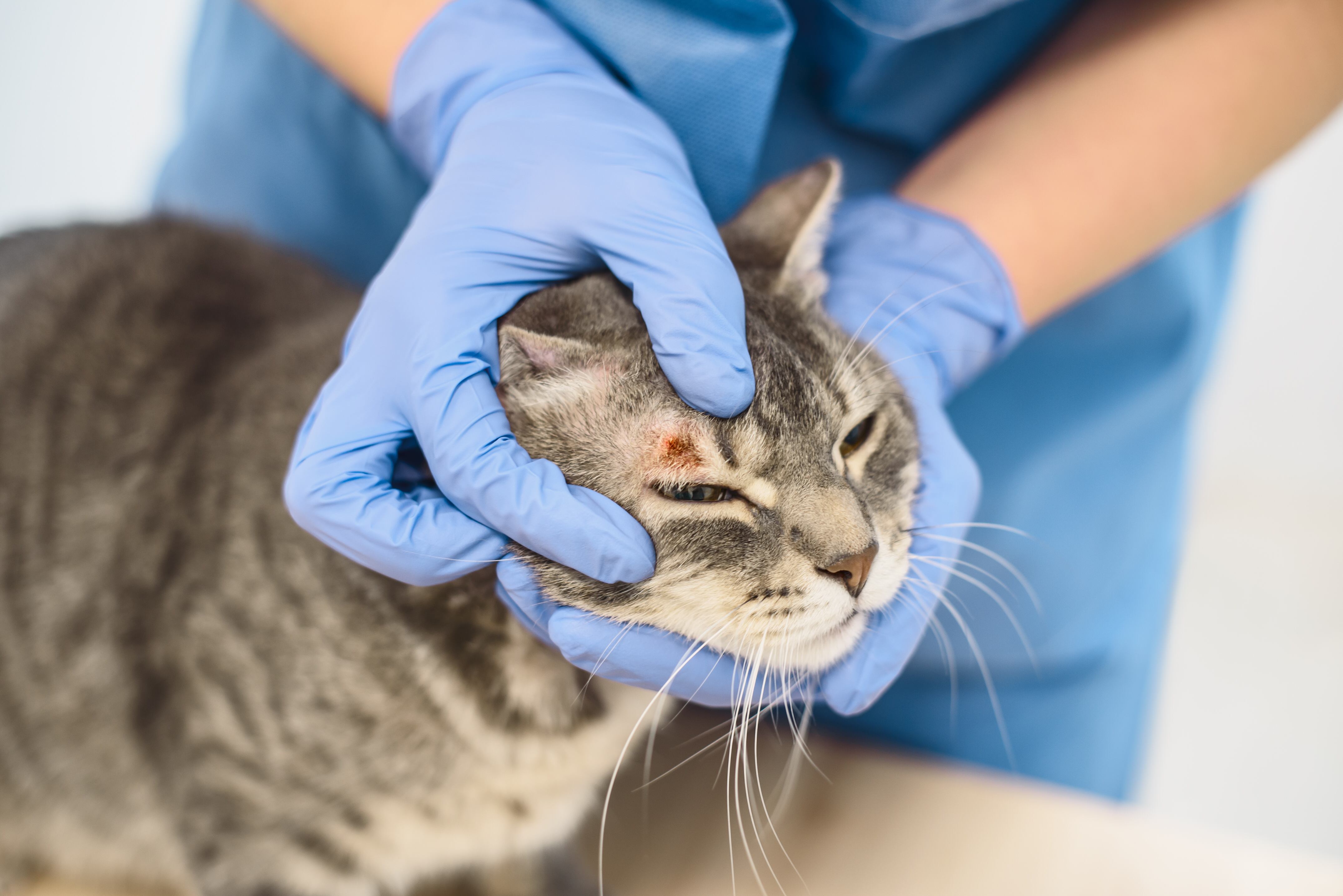 A veterinarian doctor is examining the skin disease of a grey cat