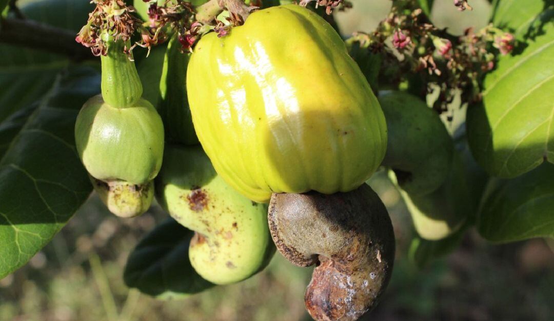 Cultivo de marañón