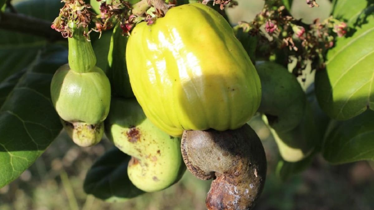 El marañón, un fruto que le generará enormes dividendos a Colombia