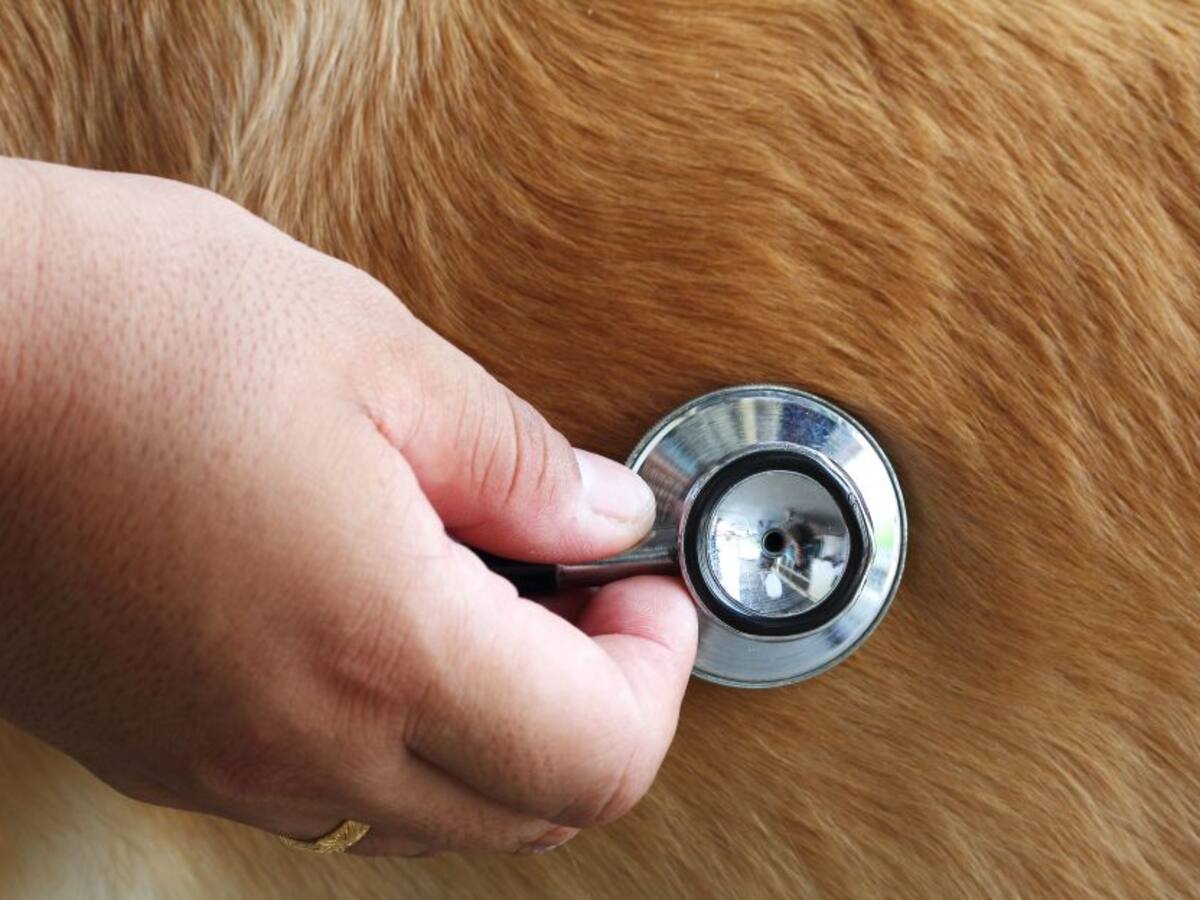 Policía rescató a dos veterinarios víctimas de secuestro en Timbio Cauca