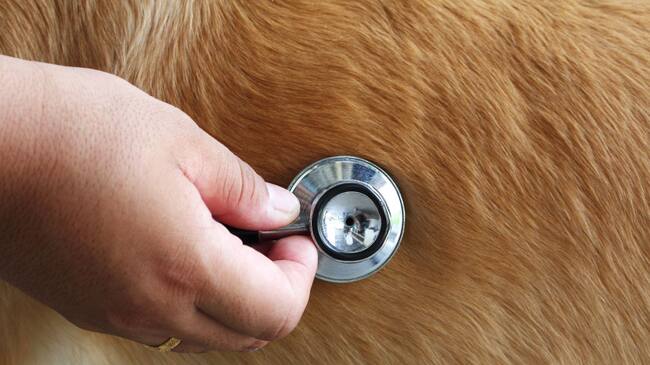Veterinario referencia.