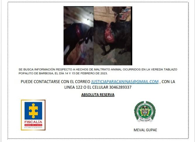 Perros maltratados- foto alcaldía de Barbosa