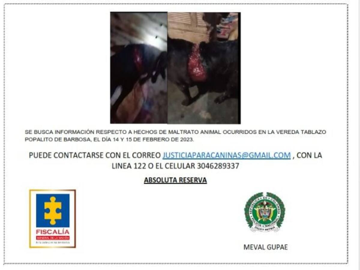 Tratan de ubicar a responsables de atacar a dos perros en Barbosa, uno murió