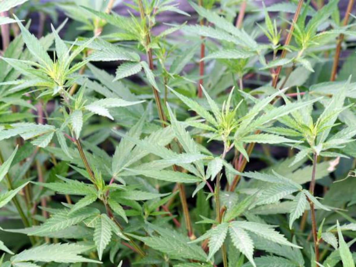 Desde hoy es legal comprar marihuana con fines medicinales y científicos