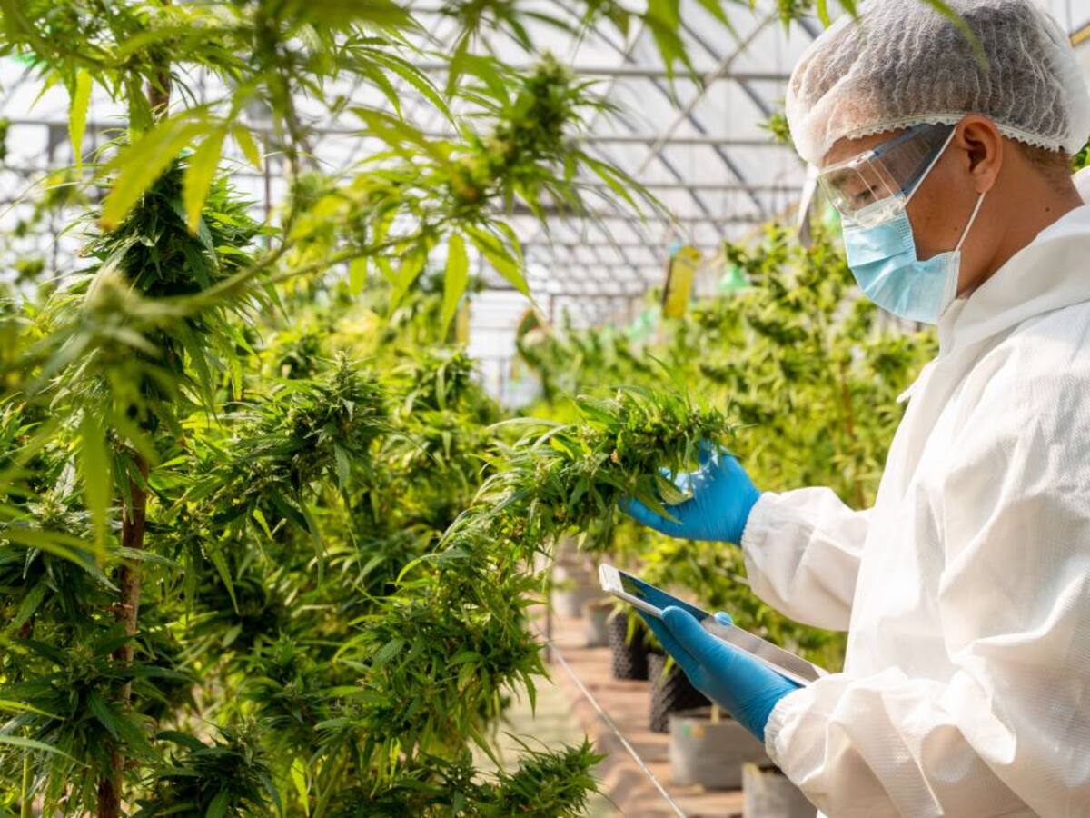 Compañía de cannabis busca autorización de venta a 23 alimentos y bebidas