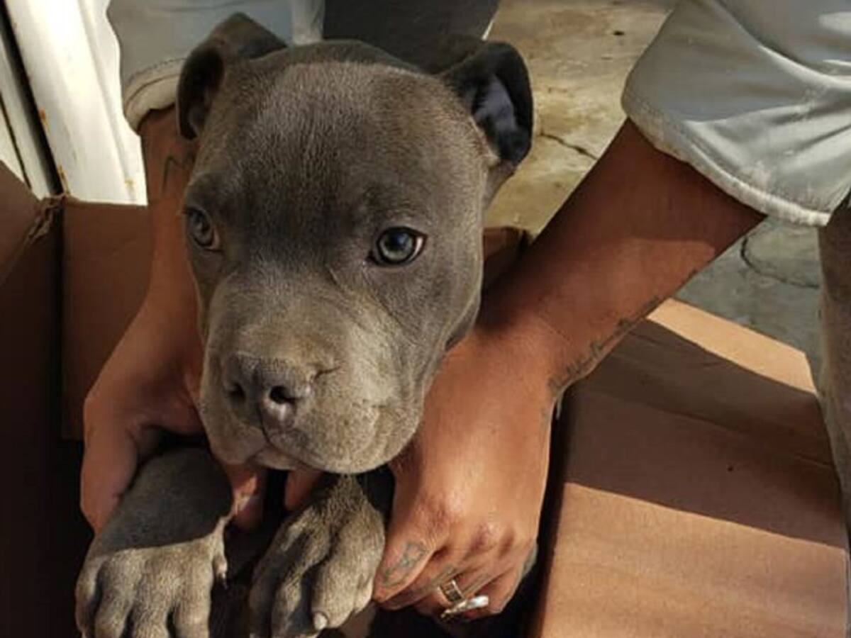 Niño dio su perro en adopción para evitar que su padre lo maltratara