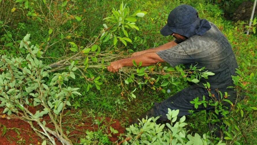 Habitantes del Catatumbo temen acciones de grupos armados por abandono de cultivos de coca. Foto: Colprensa