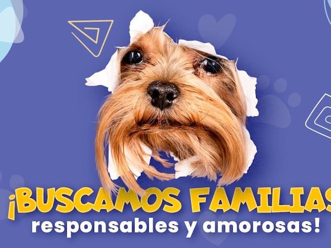 Hoy hay jornada de adopción de mascotas