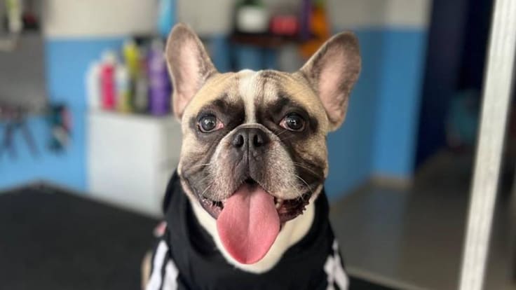 Santandereano denunció que le enviaron de manera ilegal a su mascota a EE. UU.