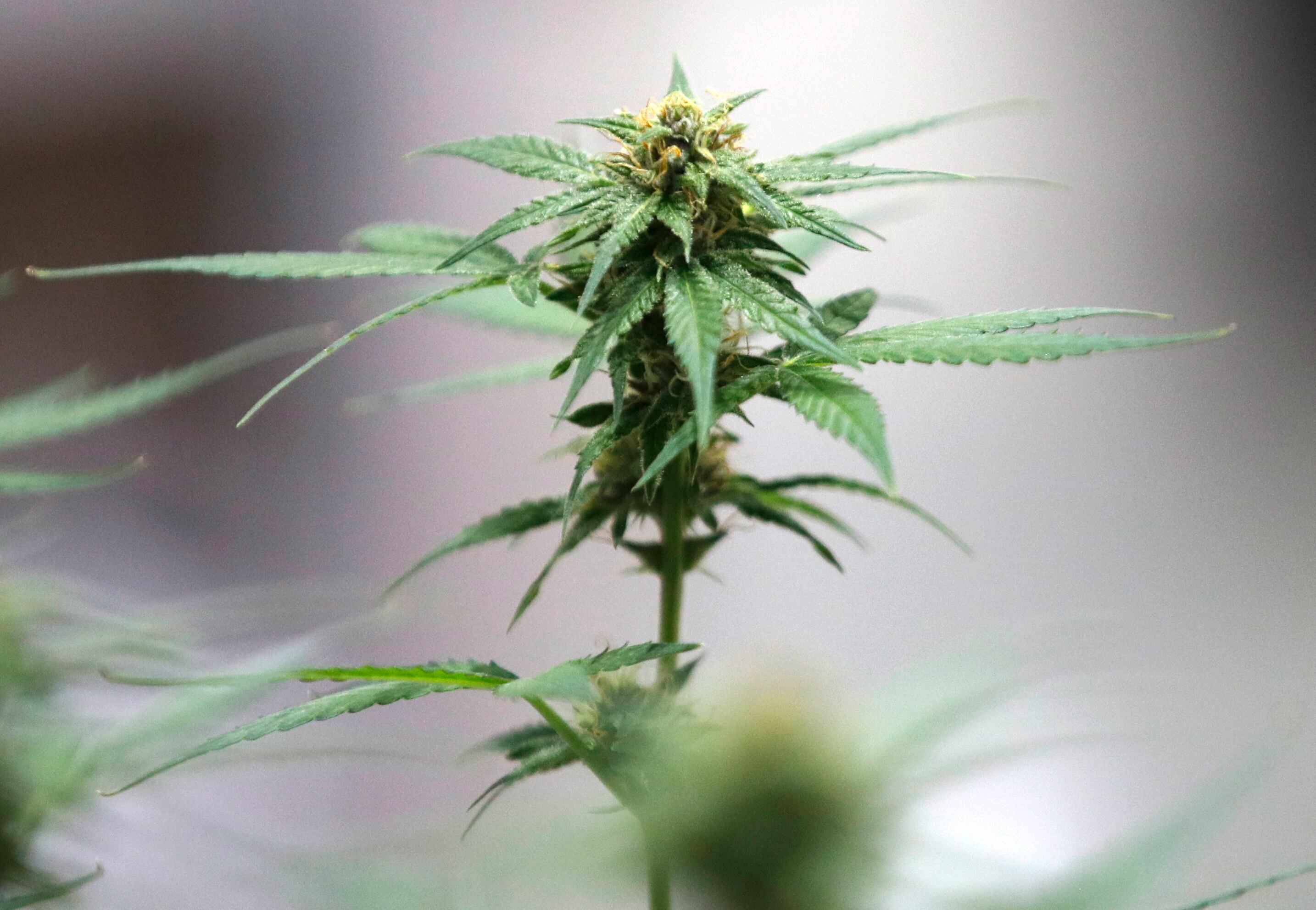 EFE/EPA/RUNGROJ YONGRIT