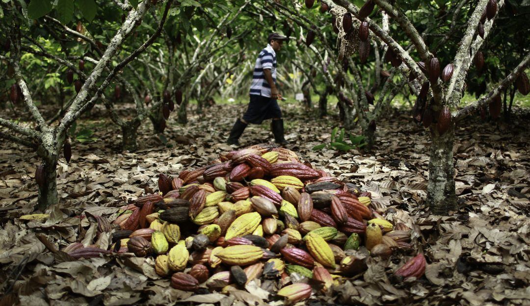 Recolección de cacao. Imagen de referencia 