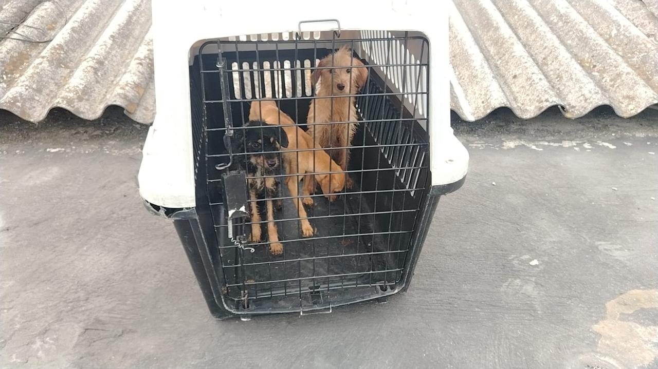 Tres perros al borde de la muerte, uno muerto y un capturado por maltrato animal en el Valle