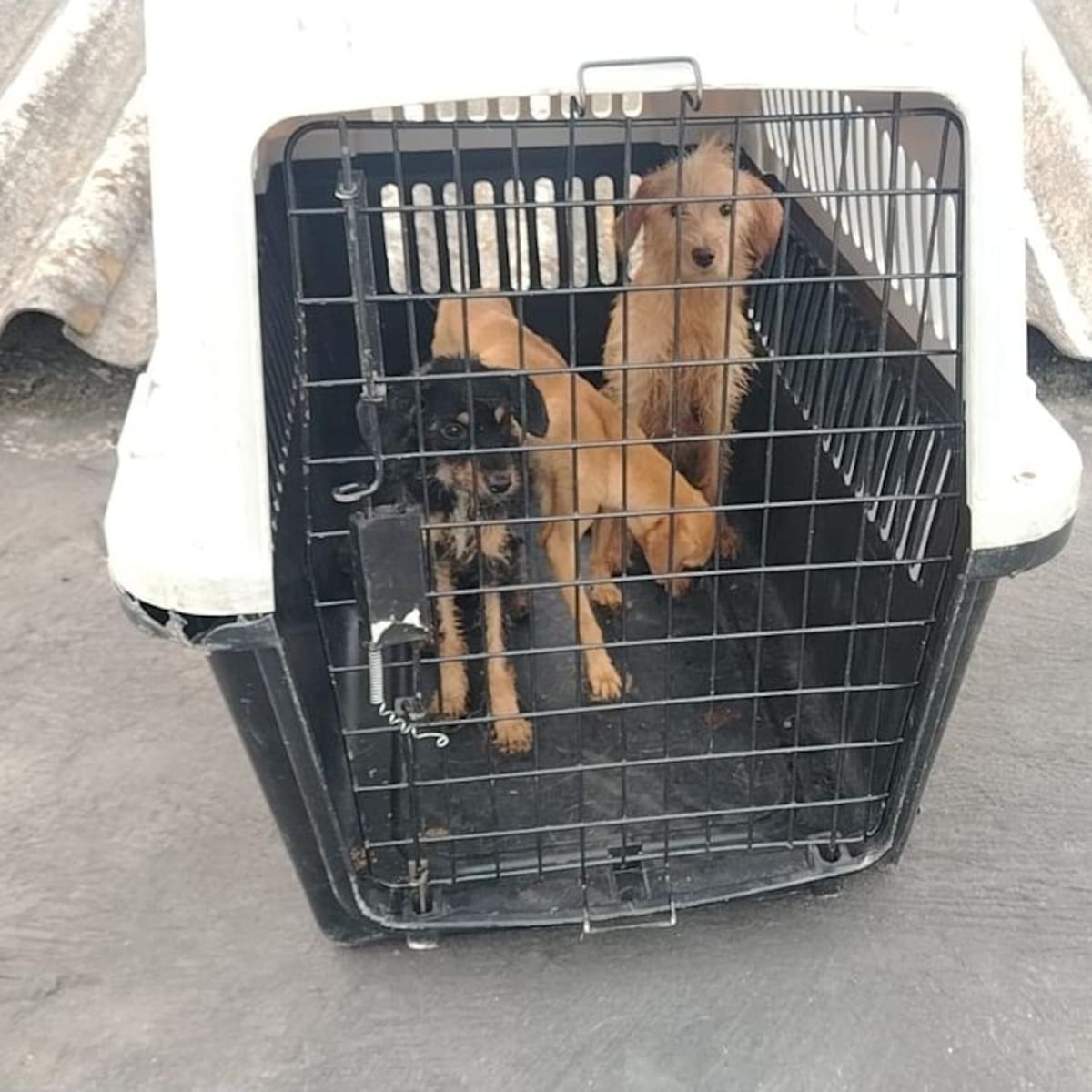 Tres perros al borde de la muerte, un fallecido y un capturado por maltrato animal en el Valle
