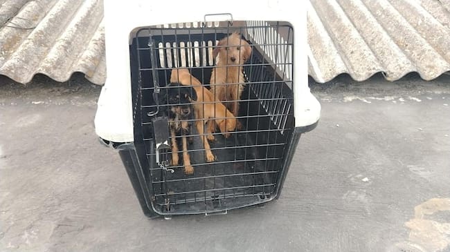 Tres perros al borde de la muerte, uno muerto y un capturado por maltrato animal en el Valle