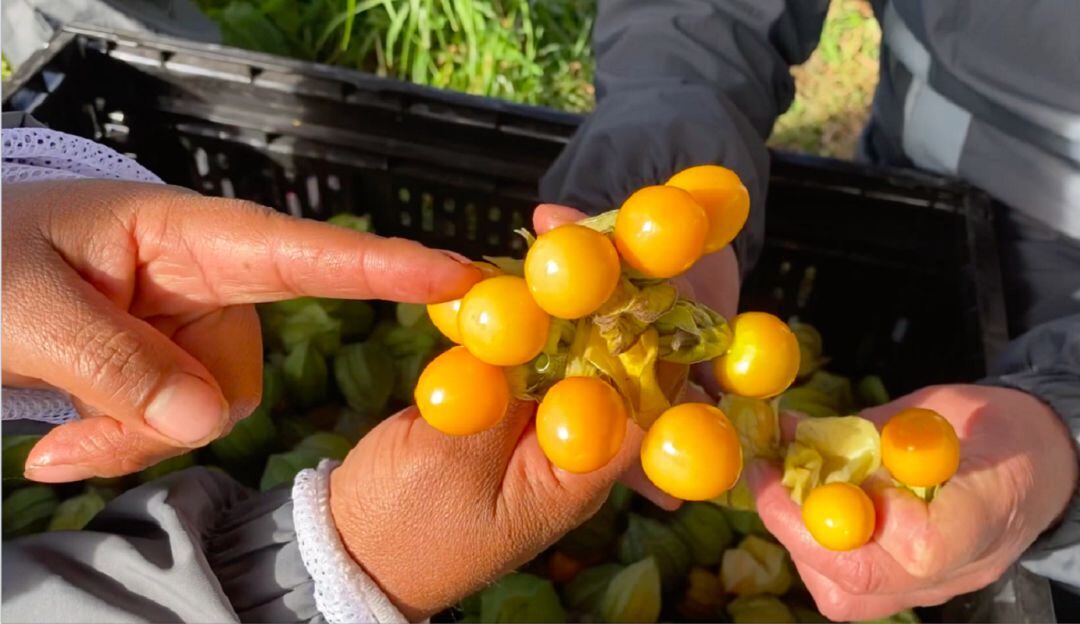 Cultivos de uchuvas en Nariño