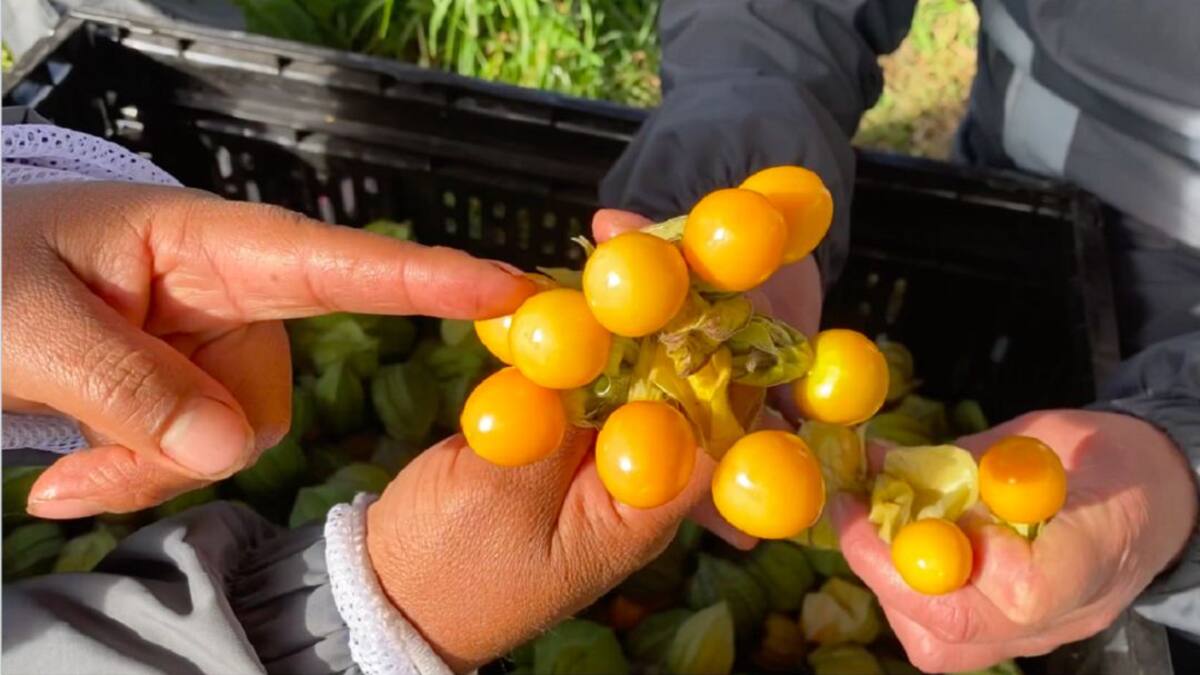Uchuvas orgánicas, emprendimientos saludables en Nariño
