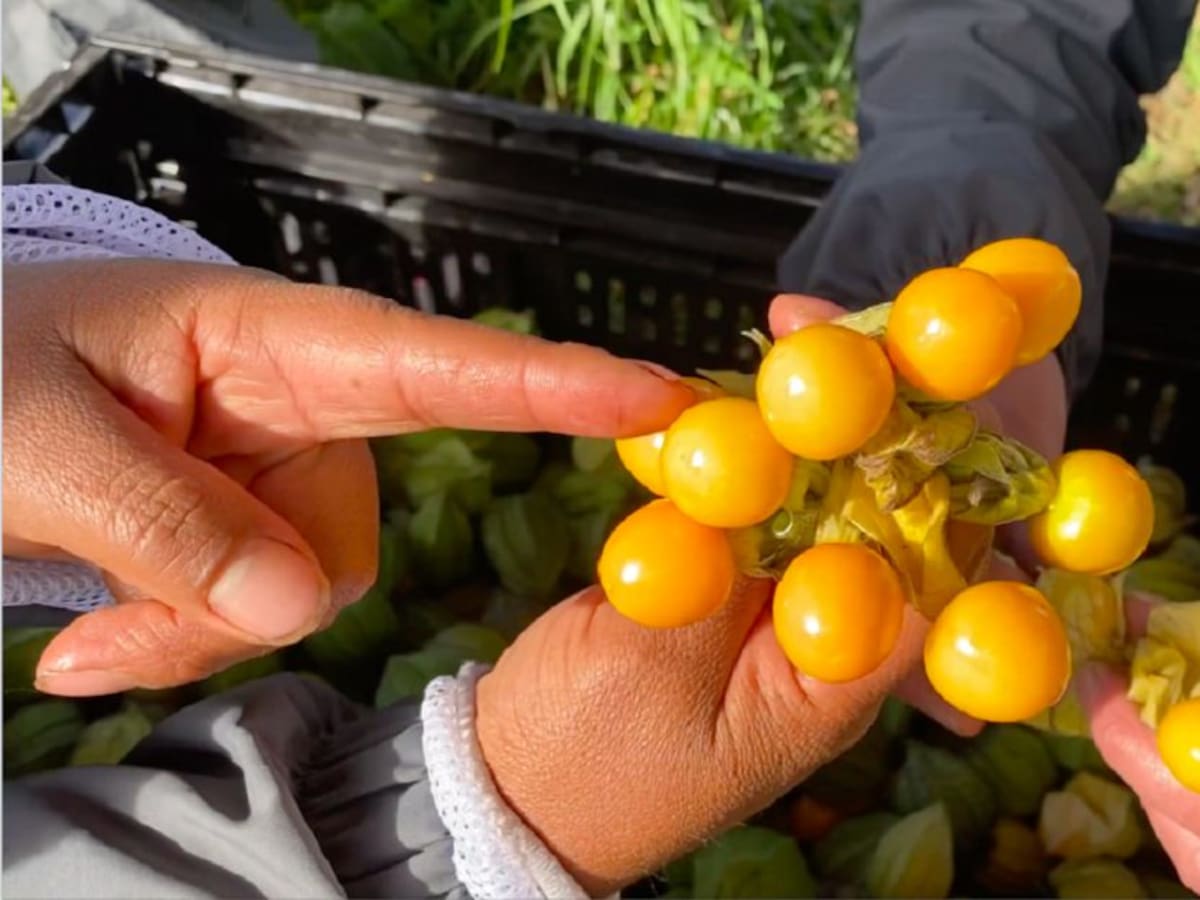 Uchuvas orgánicas, emprendimientos saludables en Nariño