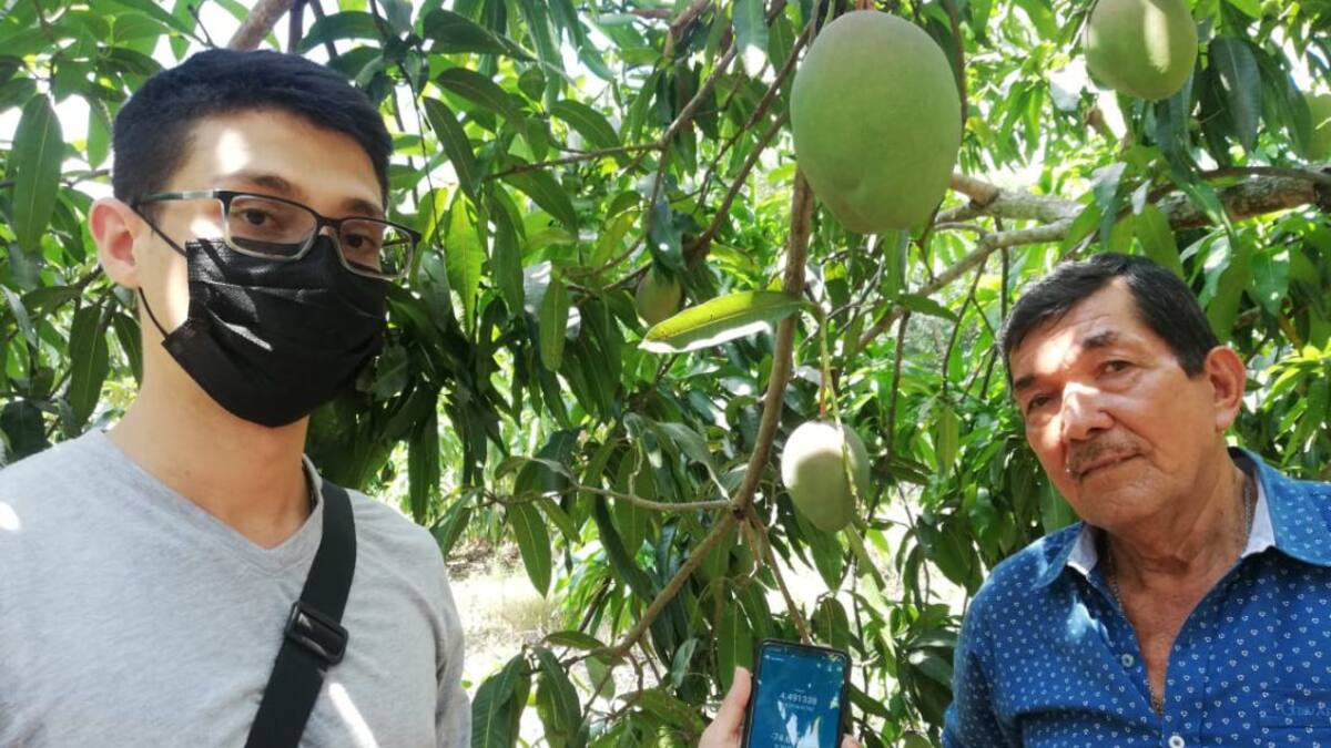 Incrementan la productividad de cultivos de mango en Tocaima. Conozca cómo lo hacen