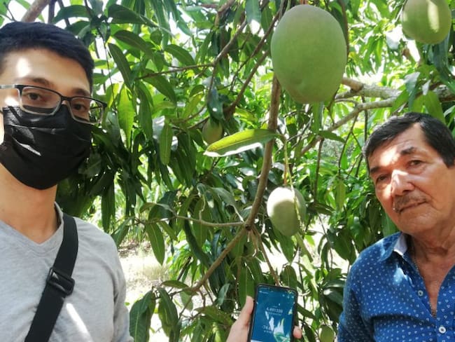 Incrementan la productividad de cultivos de mango en Tocaima. Conozca cómo lo hacen