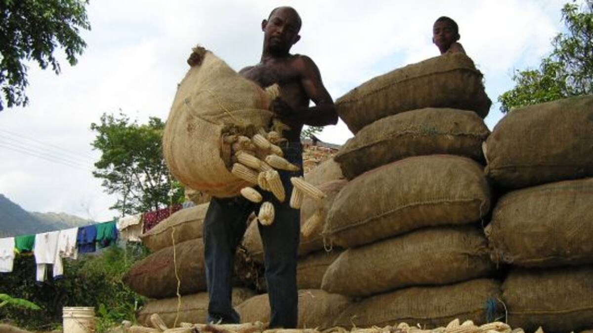 Urgente llamado de Fenalce: Colombia importa el 85 % de los granos que consume