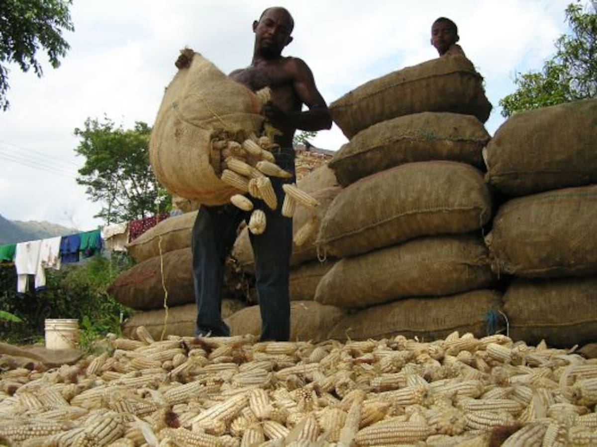 Urgente llamado de Fenalce: Colombia importa el 85 % de los granos que consume