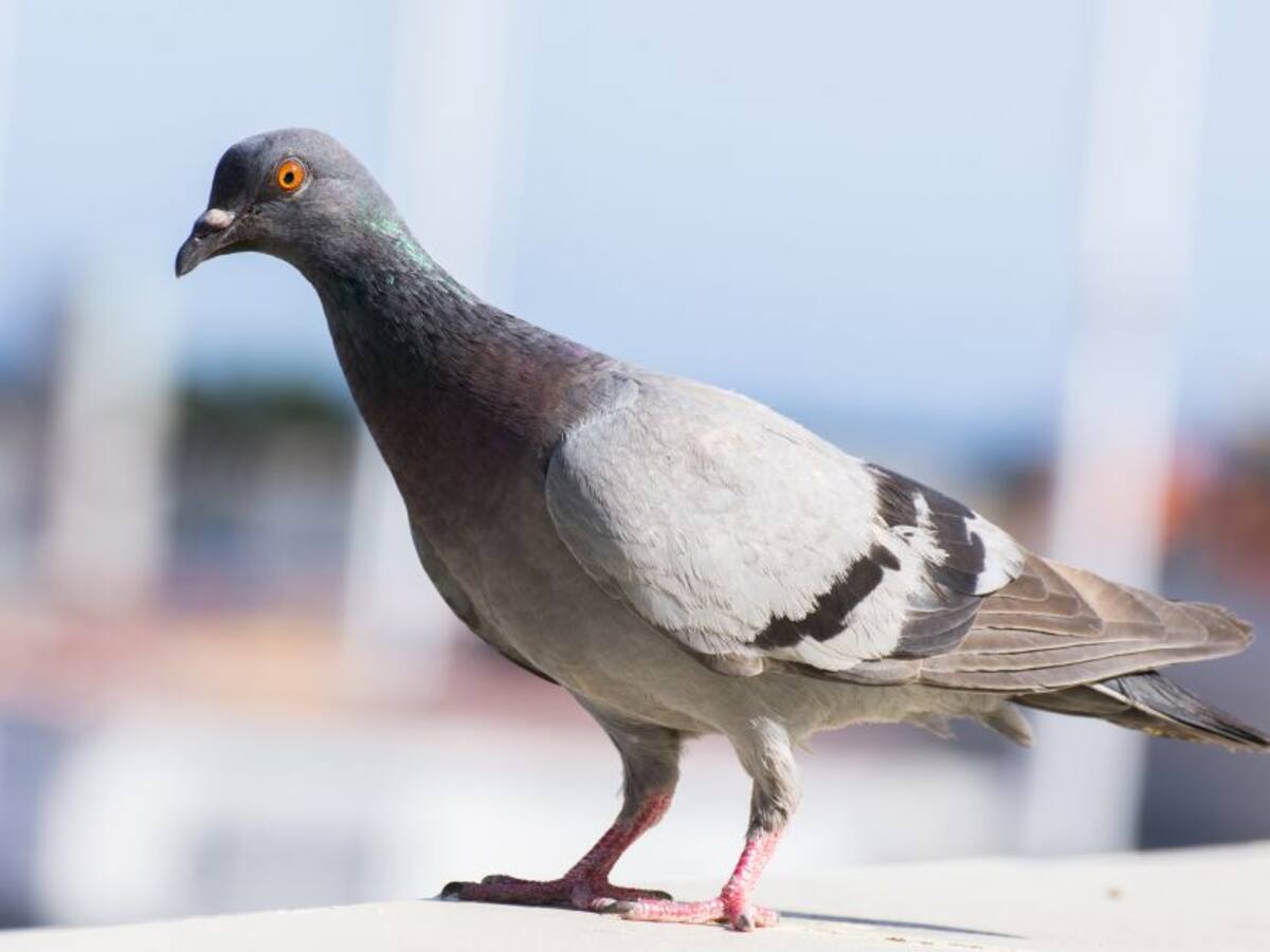 (Video) Sorprenden a jóvenes cazando palomas para hacer un sancocho