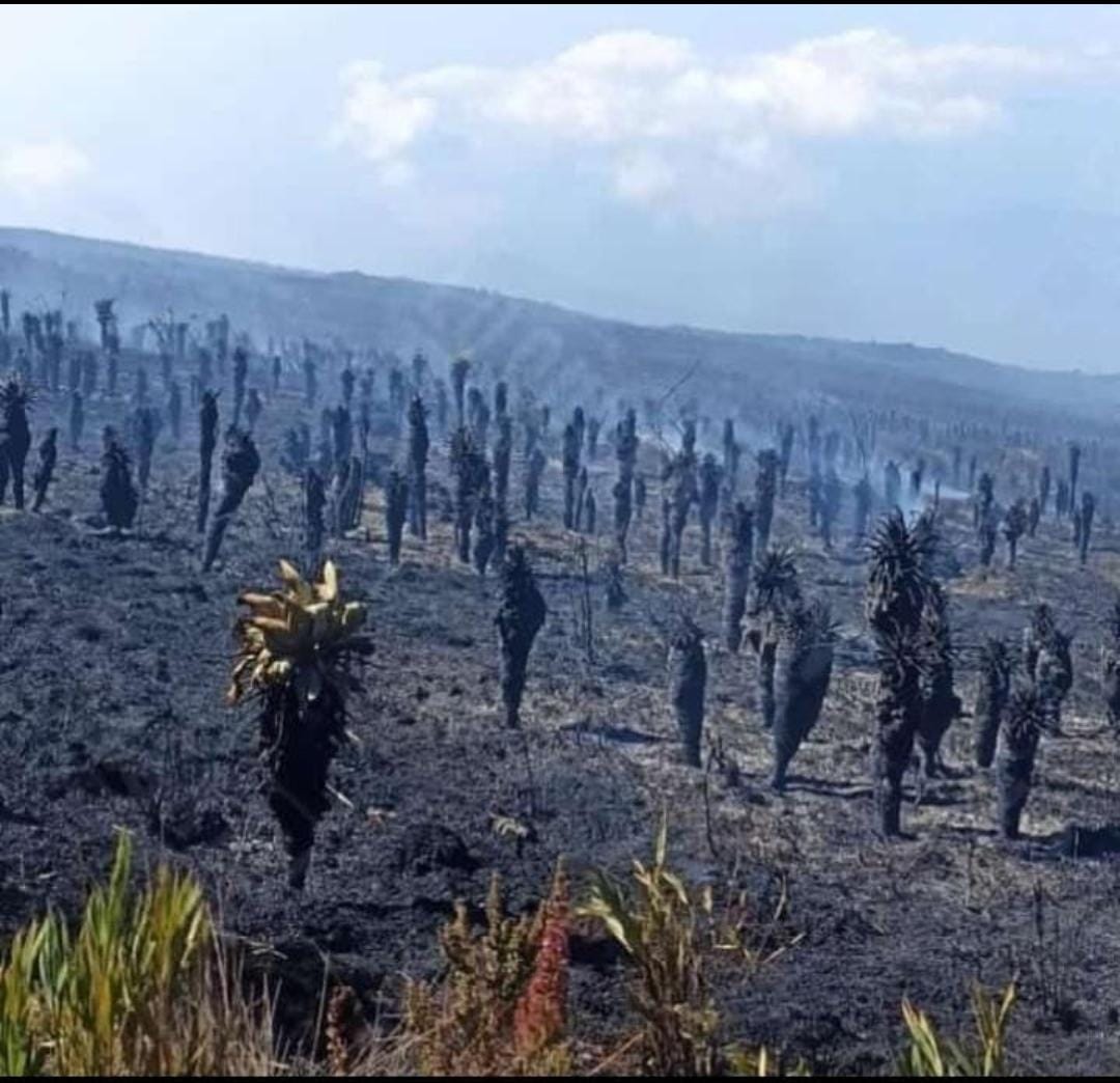 40 hectáreas de frailejones han sido consumidas por el fuego en Santurbán