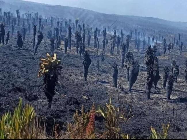 40 hectáreas de frailejones han sido consumidas por el fuego en Santurbán