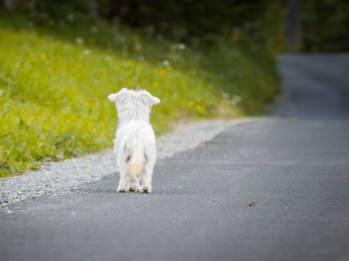 Cuáles son las sanciones para quien abandone mascotas