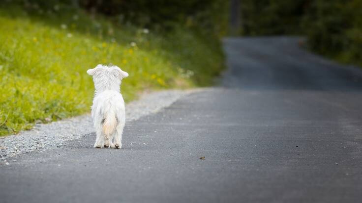 Cuáles son las sanciones para quien abandone mascotas